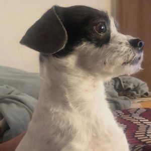 Meet your Posher, Antonio